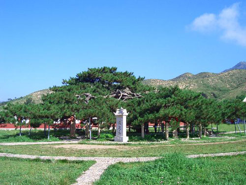 天下奇松 承德九龙松